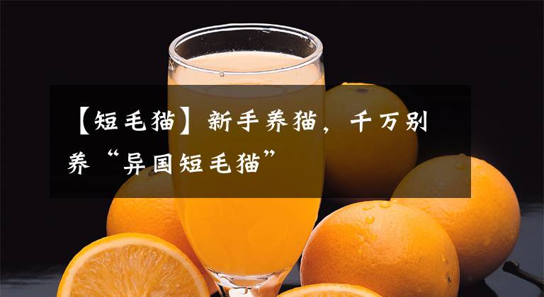 【短毛貓】新手養(yǎng)貓，千萬(wàn)別養(yǎng)“異國(guó)短毛貓”