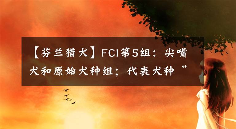 【芬蘭獵犬】FCI第5組：尖嘴犬和原始犬種組；代表犬種“雪橇三傻”