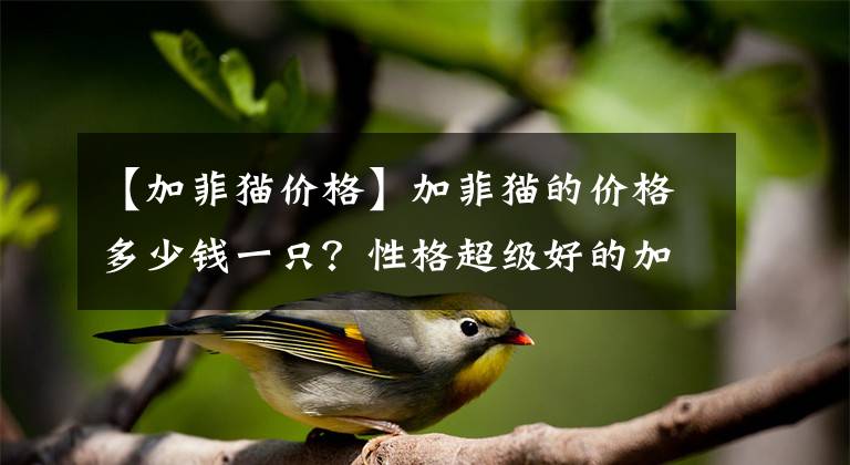 【加菲貓價格】加菲貓的價格多少錢一只？性格超級好的加菲貓！