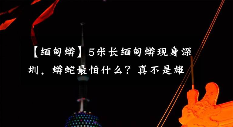 【緬甸蟒】5米長(zhǎng)緬甸蟒現(xiàn)身深圳，蟒蛇最怕什么？真不是雄黃粉，應(yīng)果斷掏肛