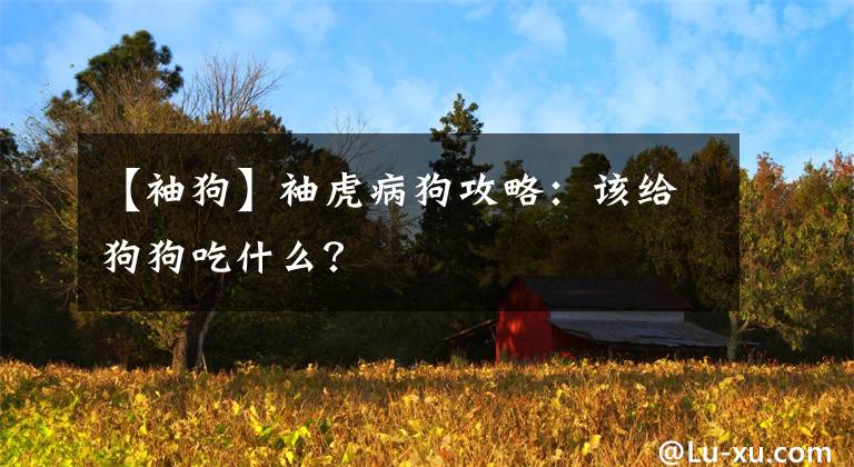 【袖狗】袖虎病狗攻略：該給狗狗吃什么？