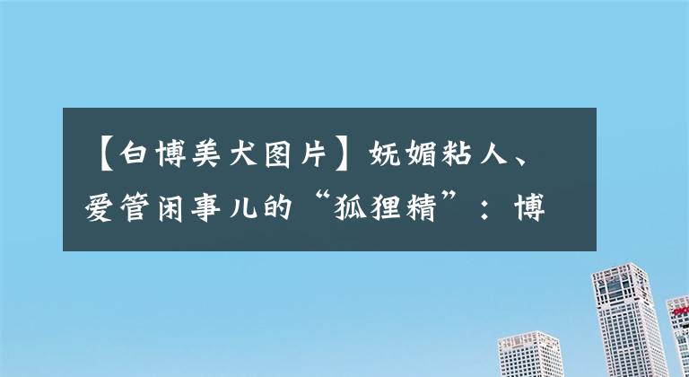 【白博美犬圖片】嫵媚粘人、愛管閑事兒的“狐貍精”：博美犬性格全面解析