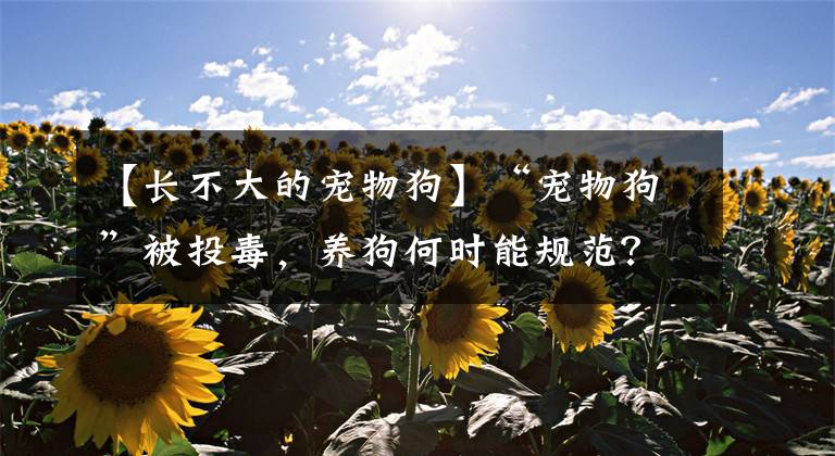 【長不大的寵物狗】“寵物狗”被投毒，養(yǎng)狗何時能規(guī)范？