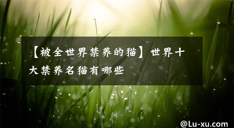 【被全世界禁養(yǎng)的貓】世界十大禁養(yǎng)名貓有哪些