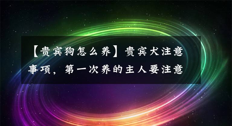 【貴賓狗怎么養(yǎng)】貴賓犬注意事項(xiàng)，第一次養(yǎng)的主人要注意第3點(diǎn)，別被狗狗欺負(fù)了