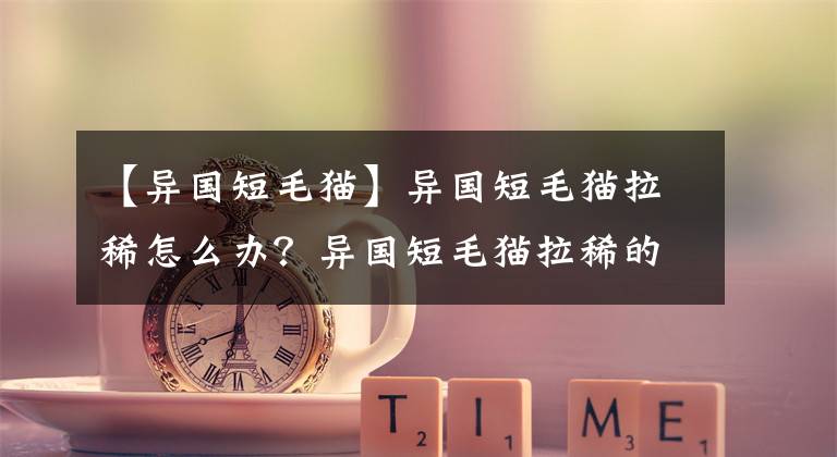 【異國短毛貓】異國短毛貓拉稀怎么辦？異國短毛貓拉稀的解決辦法