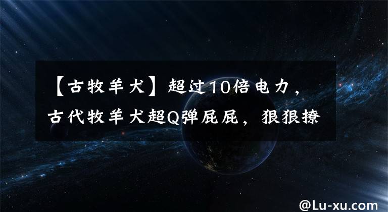 【古牧羊犬】超過10倍電力，古代牧羊犬超Q彈屁屁，狠狠撩翻網(wǎng)友心！