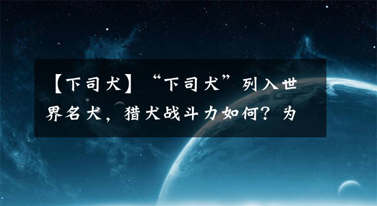 【下司犬】“下司犬”列入世界名犬，獵犬戰(zhàn)斗力如何？為何只在貴州有？