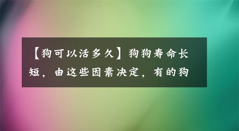 【狗可以活多久】狗狗壽命長短，由這些因素決定，有的狗8歲就算長壽