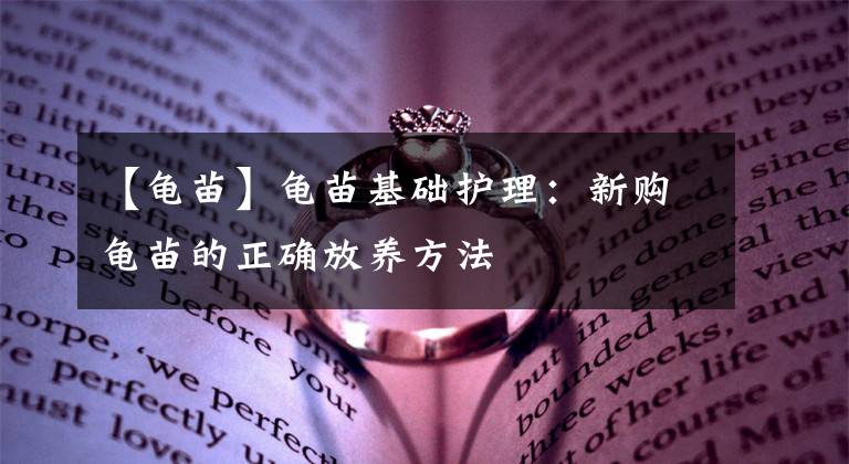 【龜苗】龜苗基礎(chǔ)護(hù)理：新購(gòu)龜苗的正確放養(yǎng)方法