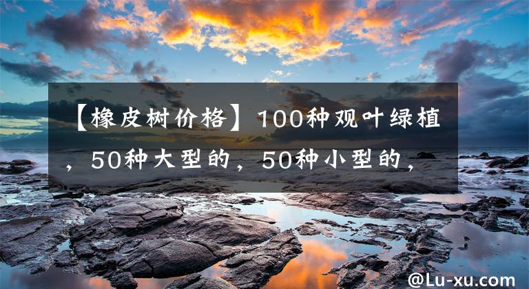 【橡皮樹價格】100種觀葉綠植，50種大型的，50種小型的，家里沒有陽光也能養(yǎng)