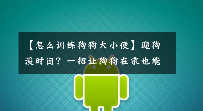 【怎么訓練狗狗大小便】遛狗沒時間？一招讓狗狗在家也能定點上廁所