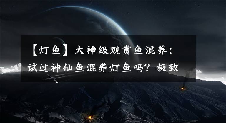 【燈魚】大神級觀賞魚混養(yǎng)：試過神仙魚混養(yǎng)燈魚嗎？極致反差美與兇險并存