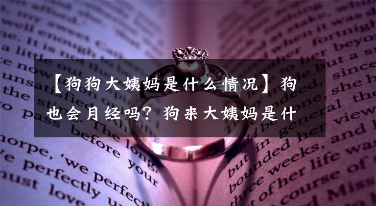 【狗狗大姨媽是什么情況】狗也會(huì)月經(jīng)嗎？狗來大姨媽是什么樣子的？