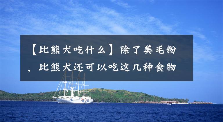 【比熊犬吃什么】除了美毛粉，比熊犬還可以吃這幾種食物，也能美毛