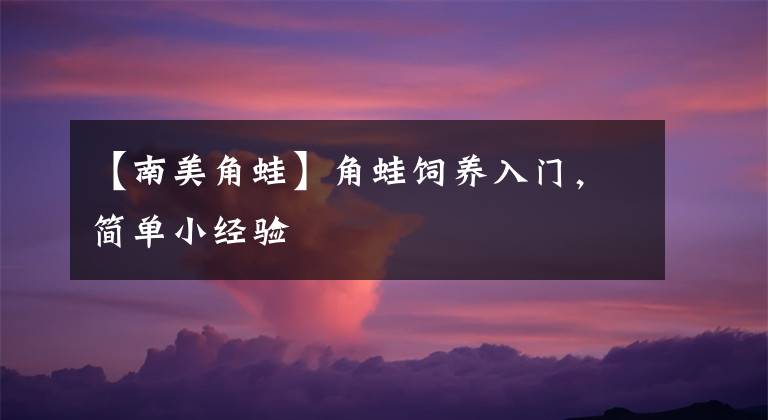 【南美角蛙】角蛙飼養(yǎng)入門，簡單小經(jīng)驗(yàn)