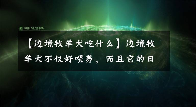 【邊境牧羊犬吃什么】邊境牧羊犬不僅好喂養(yǎng)，而且它的日常護理也很簡單