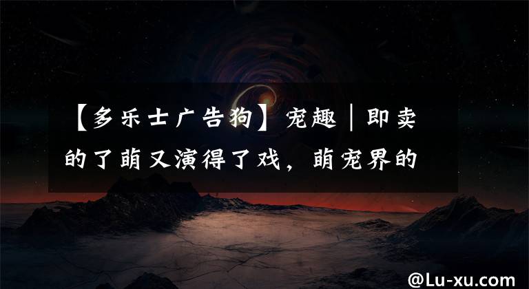 【多樂士廣告狗】寵趣｜即賣的了萌又演得了戲，萌寵界的明星你了解多少？