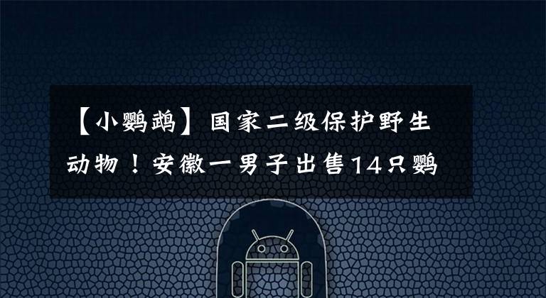 【小鸚鵡】國(guó)家二級(jí)保護(hù)野生動(dòng)物！安徽一男子出售14只鸚鵡被判刑5年