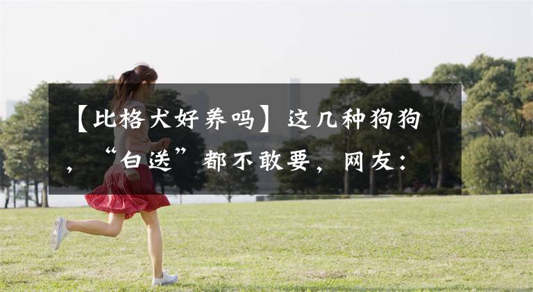 【比格犬好養(yǎng)嗎】這幾種狗狗，“白送”都不敢要，網(wǎng)友：不敢養(yǎng)