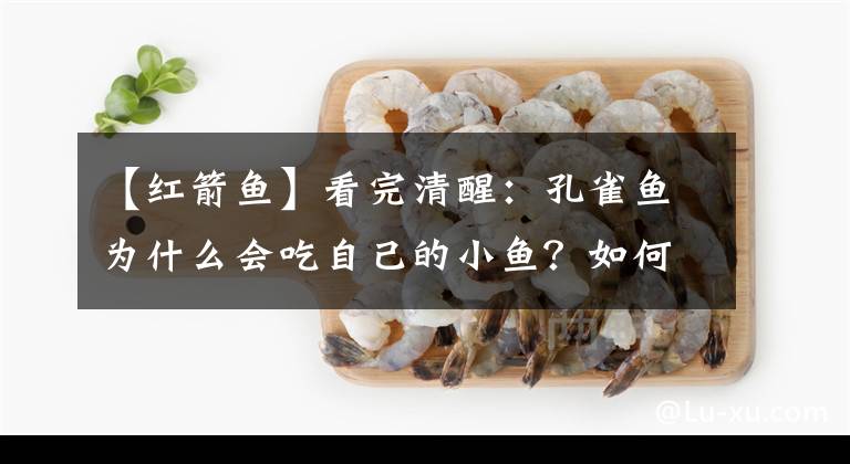 【紅箭魚】看完清醒：孔雀魚為什么會吃自己的小魚？如何保護小魚健康成長？