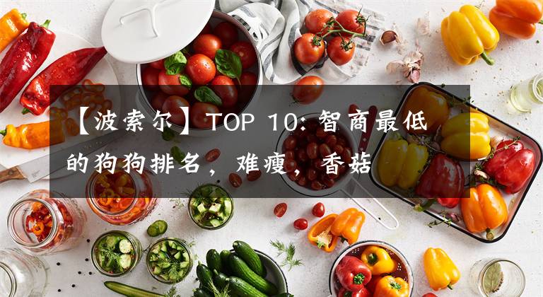 【波索爾】TOP 10: 智商最低的狗狗排名，難瘦，香菇