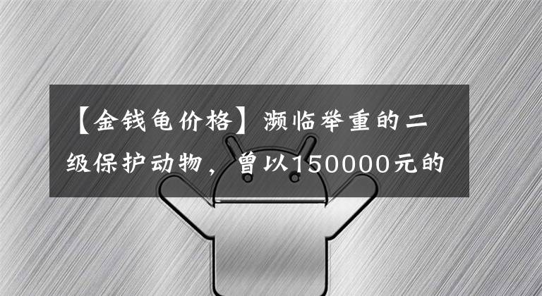 【金錢龜價(jià)格】瀕臨舉重的二級(jí)保護(hù)動(dòng)物，曾以150000元的價(jià)格被買來做寵物