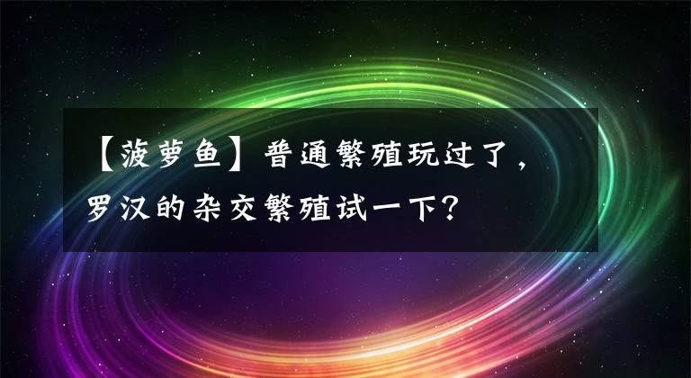 【菠蘿魚】普通繁殖玩過了，羅漢的雜交繁殖試一下？