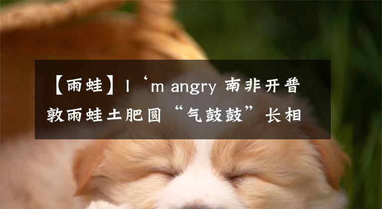 【雨蛙】I‘m angry 南非開普敦雨蛙土肥圓“氣鼓鼓”長(zhǎng)相令人噴飯