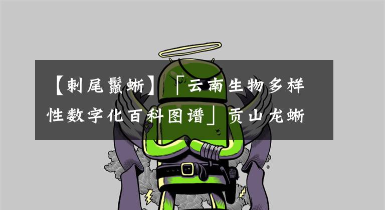 【刺尾鬣蜥】「云南生物多樣性數(shù)字化百科圖譜」貢山龍蜥：看似生活悠閑，實則充滿危機(jī)