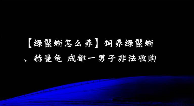 【綠鬣蜥怎么養(yǎng)】飼養(yǎng)綠鬣蜥、赫曼龜 成都一男子非法收購珍貴、瀕危野生動(dòng)物獲刑