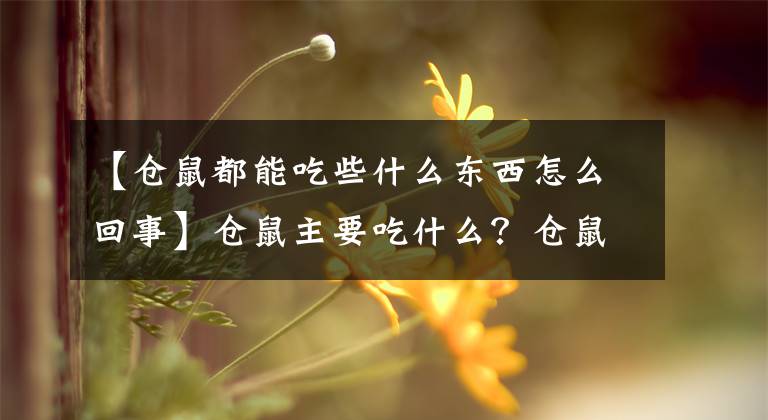 【倉鼠都能吃些什么東西怎么回事】倉鼠主要吃什么？倉鼠飼養(yǎng)必須了解倉鼠飲食習(xí)慣