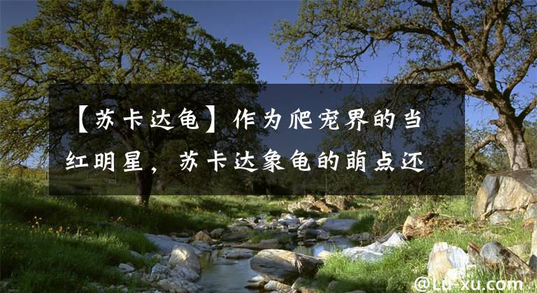 【蘇卡達(dá)龜】作為爬寵界的當(dāng)紅明星，蘇卡達(dá)象龜?shù)拿赛c還真不少