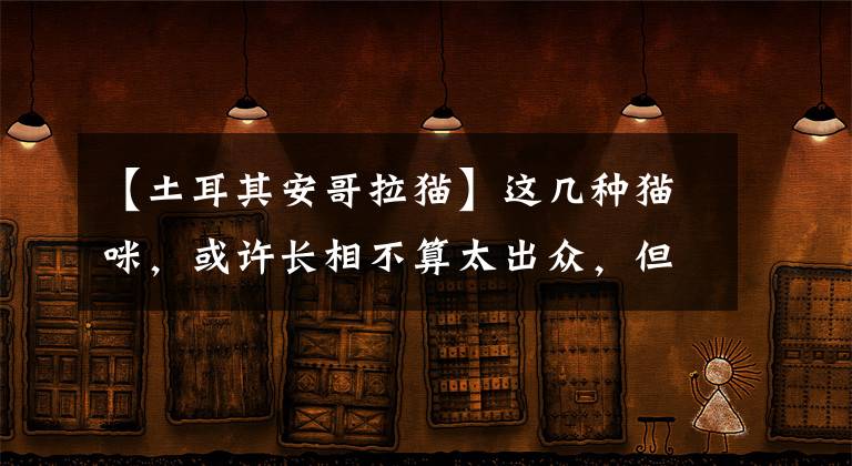 【土耳其安哥拉貓】這幾種貓咪，或許長(zhǎng)相不算太出眾，但是氣質(zhì)沒(méi)話說(shuō)