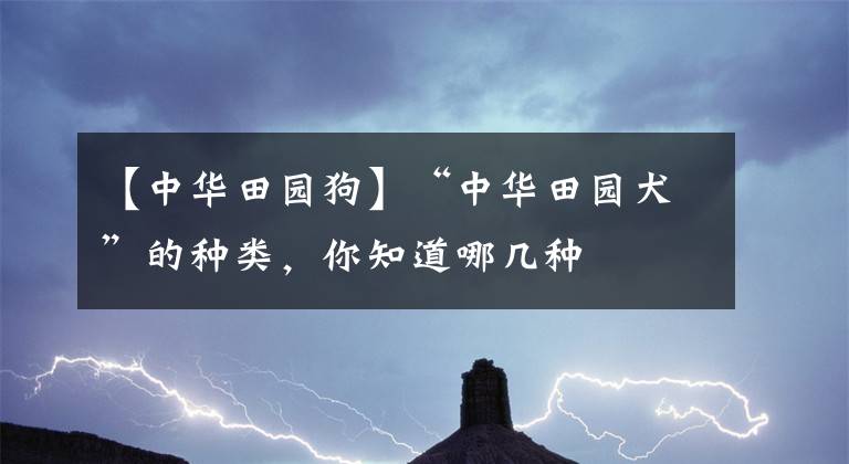 【中華田園狗】“中華田園犬”的種類，你知道哪幾種