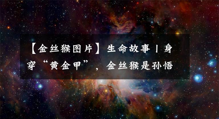 【金絲猴圖片】生命故事丨身穿“黃金甲”，金絲猴是孫悟空的原型嗎？