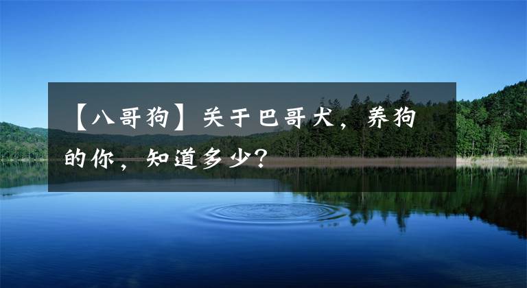 【八哥狗】關(guān)于巴哥犬，養(yǎng)狗的你，知道多少？