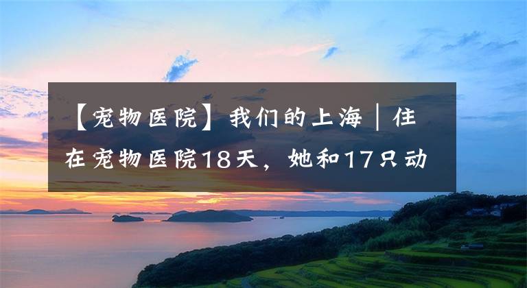 【寵物醫(yī)院】我們的上海｜住在寵物醫(yī)院18天，她和17只動(dòng)物在一起