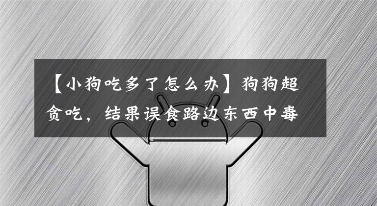 【小狗吃多了怎么辦】狗狗超貪吃，結(jié)果誤食路邊東西中毒了，該怎么辦？