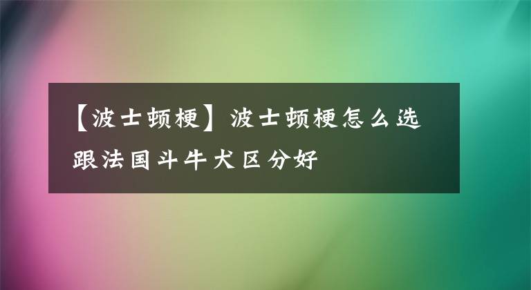 【波士頓梗】波士頓梗怎么選 跟法國斗牛犬區(qū)分好