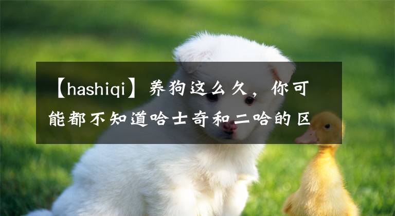 【hashiqi】養(yǎng)狗這么久，你可能都不知道哈士奇和二哈的區(qū)別