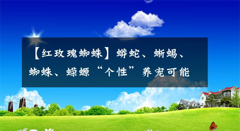 【紅玫瑰蜘蛛】蟒蛇、蜥蜴、蜘蛛、蠑螈“個(gè)性”養(yǎng)寵可能違法！