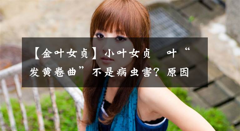 【金葉女貞】小葉女貞嫰葉“發(fā)黃卷曲”不是病蟲害？原因何在？