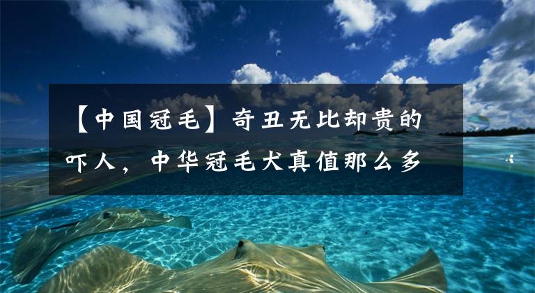 【中國(guó)冠毛】奇丑無(wú)比卻貴的嚇人，中華冠毛犬真值那么多錢(qián)？