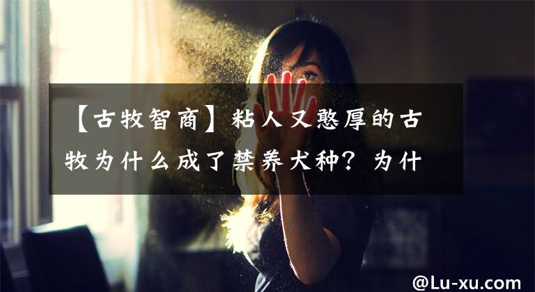 【古牧智商】粘人又憨厚的古牧為什么成了禁養(yǎng)犬種？為什么飼養(yǎng)的人越來越少？