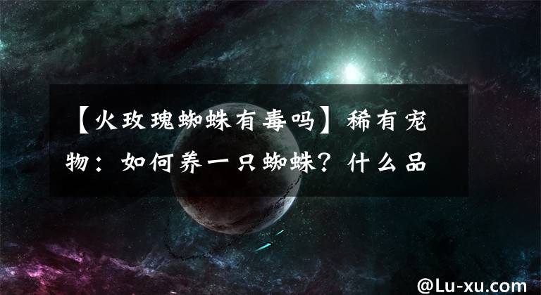 【火玫瑰蜘蛛有毒嗎】稀有寵物：如何養(yǎng)一只蜘蛛？什么品種可以飼養(yǎng)？最后一個(gè)最犀利！