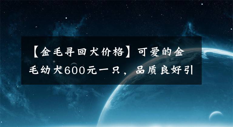 【金毛尋回犬價(jià)格】可愛的金毛幼犬600元一只，品質(zhì)良好引來諸多買主圍觀！