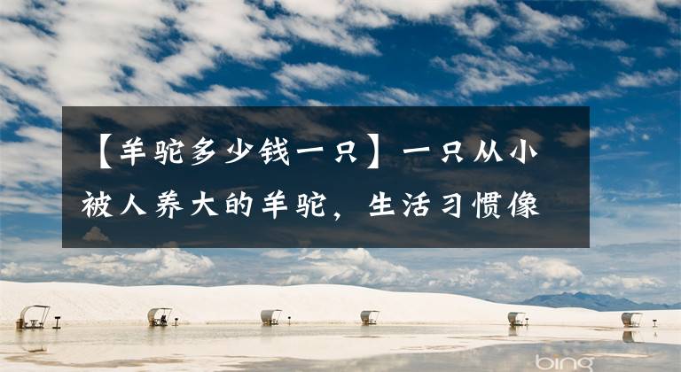 【羊駝多少錢一只】一只從小被人養(yǎng)大的羊駝，生活習慣像極了狗狗