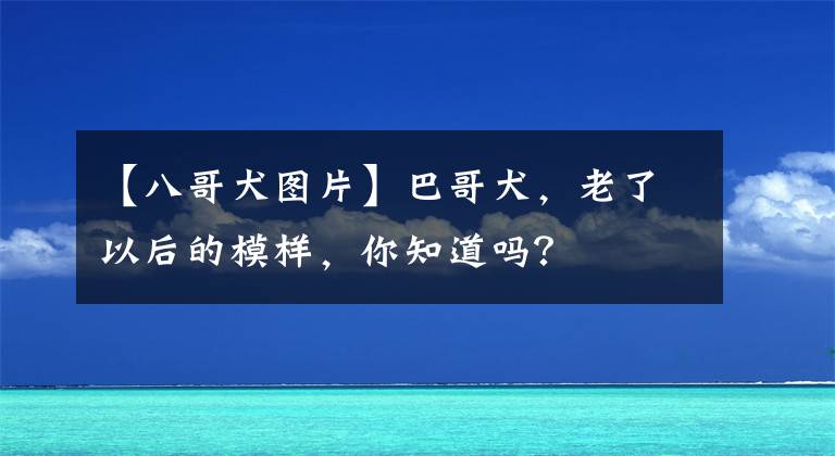 【八哥犬圖片】巴哥犬，老了以后的模樣，你知道嗎？