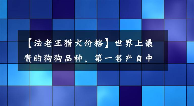 【法老王獵犬價格】世界上最貴的狗狗品種，第一名產(chǎn)自中國，稱無價之寶，可遇不可求